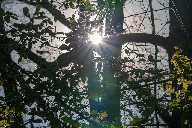 Free download Sun Lights Natur -  free photo or picture to be edited with GIMP online image editor