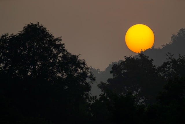 Free download sunrise forest canopy morning free picture to be edited with GIMP free online image editor