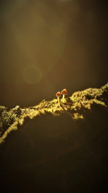 Free download sunrise mushroom moss forest floor free picture to be edited with GIMP free online image editor