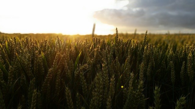 Free download Sunset Cereals Wheat -  free photo or picture to be edited with GIMP online image editor