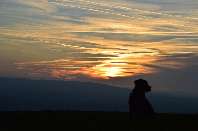 Free download Sunset Dog Labrador -  free photo or picture to be edited with GIMP online image editor