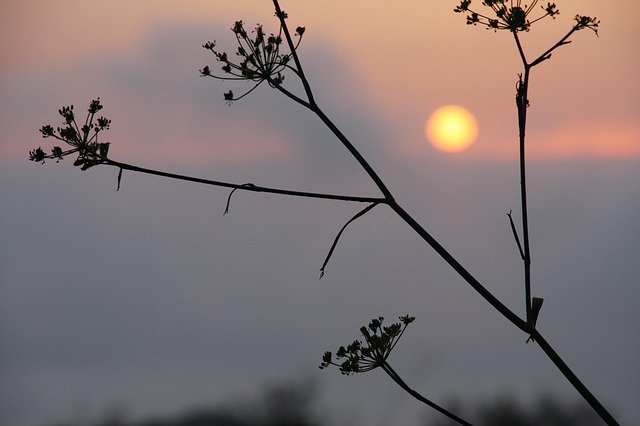 Free download Sunset Fennel Sun -  free photo or picture to be edited with GIMP online image editor