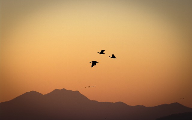 Free download sunset landscape birds nature dusk free picture to be edited with GIMP free online image editor