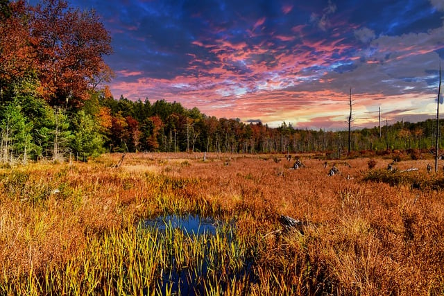 Free download sunset marsh forest clouds trees free picture to be edited with GIMP free online image editor