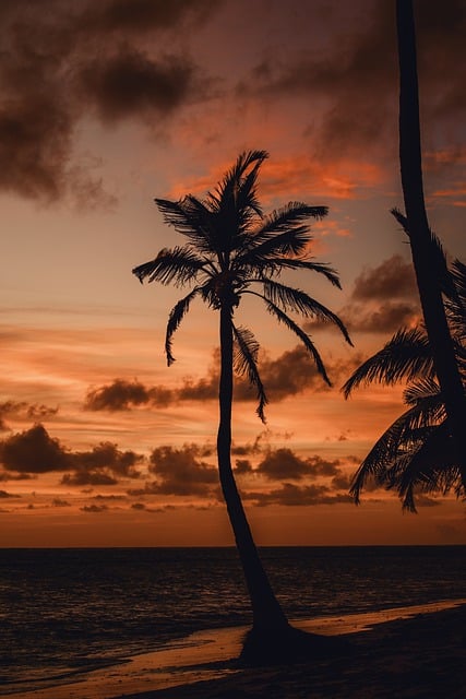 Free download sunset palm tree ocean coast free picture to be edited with GIMP free online image editor