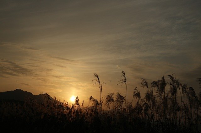 Free download Sunset Reed Nature -  free photo or picture to be edited with GIMP online image editor