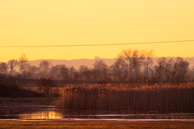 Free download sunset reeds swamp nature evening free picture to be edited with GIMP free online image editor