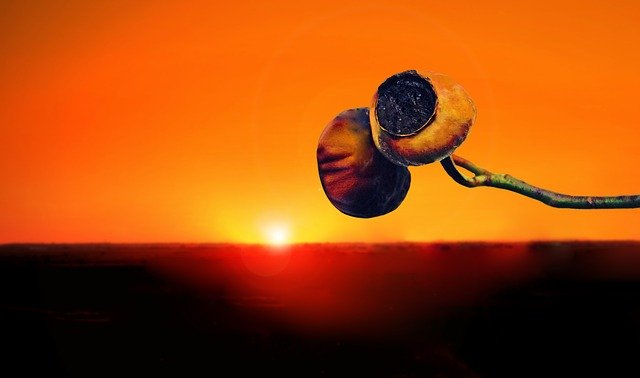 Free download Sunset Sunrise Flower -  free illustration to be edited with GIMP free online image editor