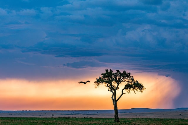 Free download sunset tree bird field free picture to be edited with GIMP free online image editor