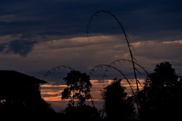 Free download sunset trees landscape sky dusk free picture to be edited with GIMP free online image editor