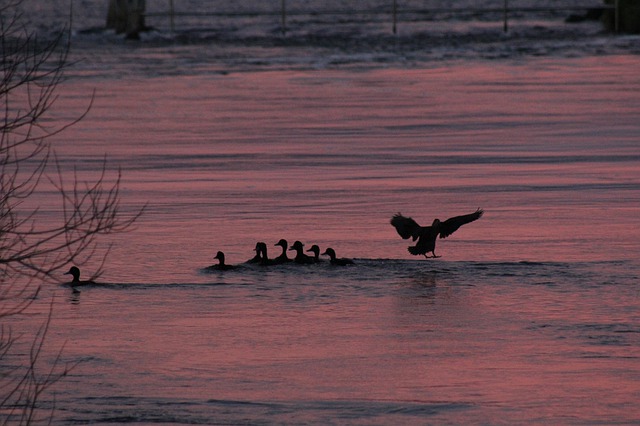 Free download sunset water ducks silhouette glow free picture to be edited with GIMP free online image editor