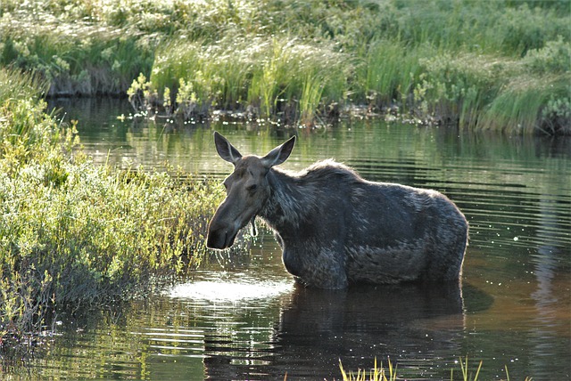 Free download sunshine on my shoulders moose wet free picture to be edited with GIMP free online image editor