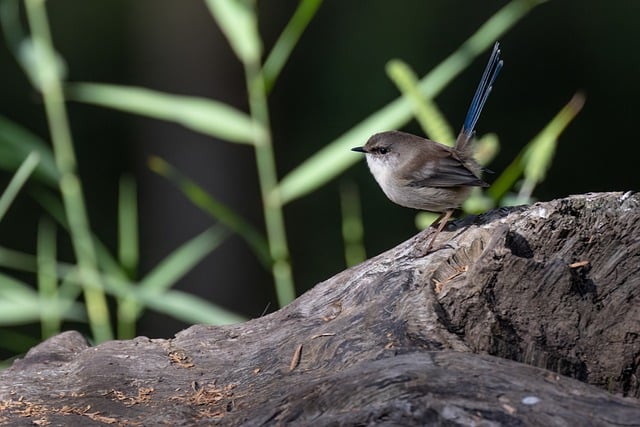 Free download superb fairywren bird animal free picture to be edited with GIMP free online image editor