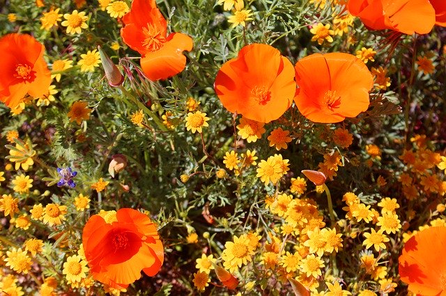 Free download Superbloom Poppies California -  free photo or picture to be edited with GIMP online image editor