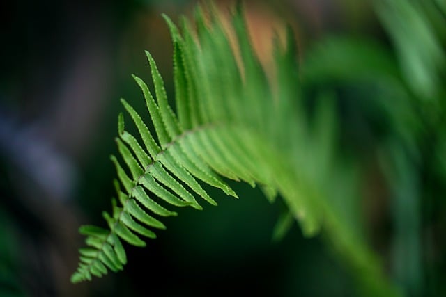 Free download super ferns decorative plants plant free picture to be edited with GIMP free online image editor