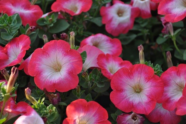 Free download Surfinie Petunia Flowers -  free photo or picture to be edited with GIMP online image editor