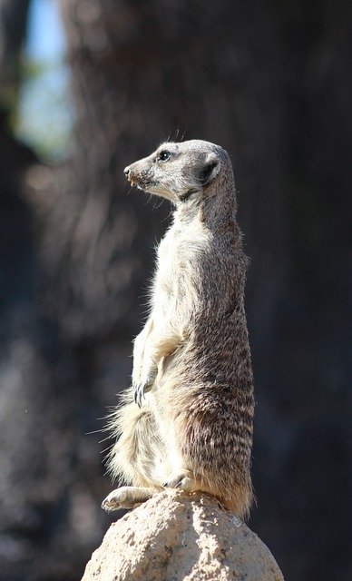 Free download Suricate Meerkat Animal -  free photo or picture to be edited with GIMP online image editor