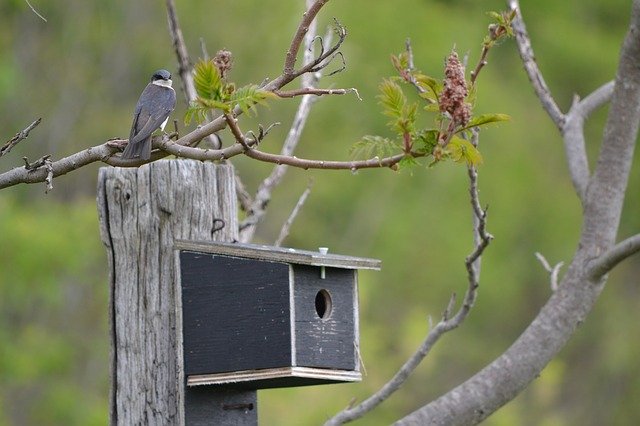 Free download Swallow Birdhouse Canada -  free photo or picture to be edited with GIMP online image editor