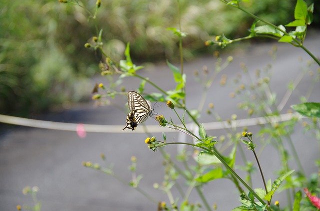 Free download Swallowtail Butterfly -  free photo or picture to be edited with GIMP online image editor