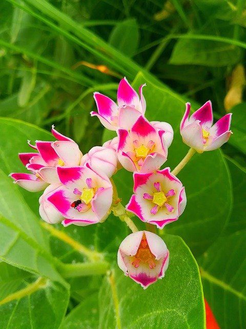 Free download Swallow Wort Village -  free photo or picture to be edited with GIMP online image editor