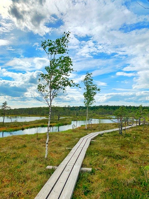 Free download Swamp Birch Pond -  free photo or picture to be edited with GIMP online image editor