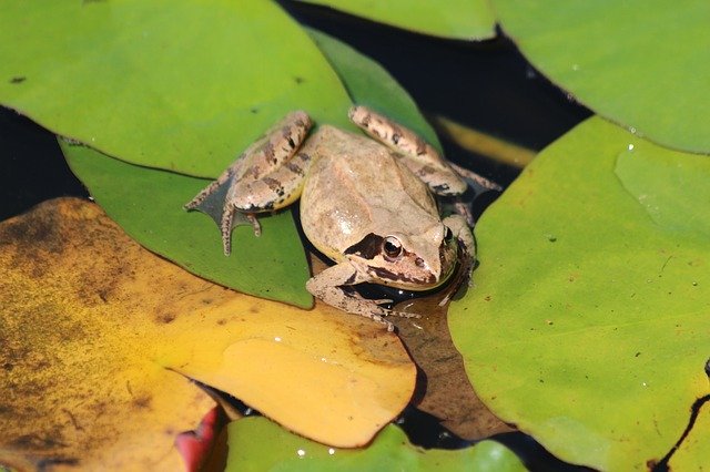 Free download Swamp Frog Rana Arvalis -  free photo or picture to be edited with GIMP online image editor