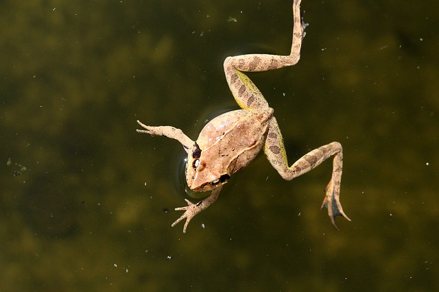 Free download swamp frog rana arvalis frog free picture to be edited with GIMP free online image editor