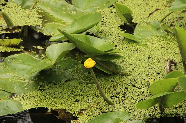 Free download Swamp Moor Nature Reserve -  free photo or picture to be edited with GIMP online image editor