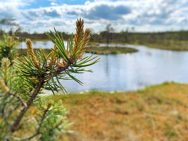 Free download Swamp Pine Pond -  free photo or picture to be edited with GIMP online image editor