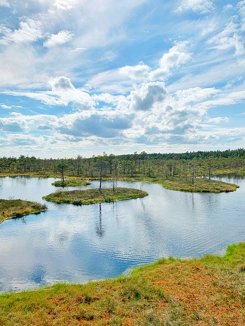 Free download Swamp Pond Latvia -  free photo or picture to be edited with GIMP online image editor