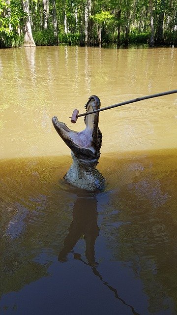 Free download Swamp Tour Eat New -  free photo or picture to be edited with GIMP online image editor