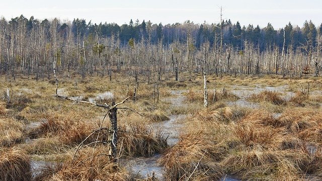 Free download Swamp Trees Forest -  free photo or picture to be edited with GIMP online image editor