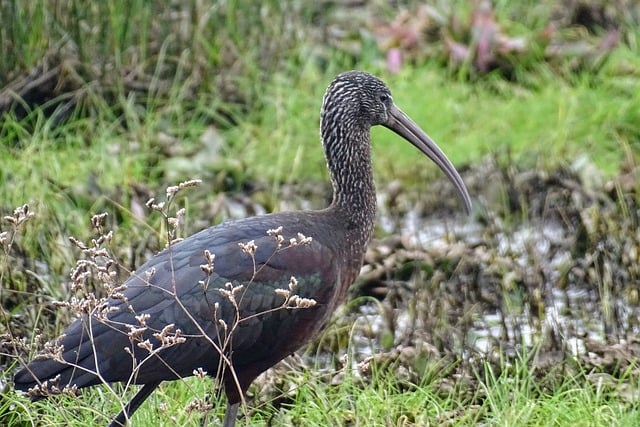 Free download swamp winter bird wildlife animal free picture to be edited with GIMP free online image editor