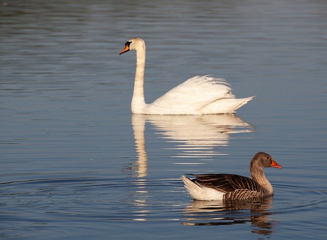 Free download Swan And Goose -  free photo or picture to be edited with GIMP online image editor