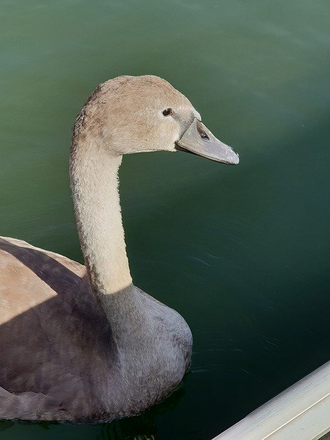 Free download Swan Animal Children Water -  free photo or picture to be edited with GIMP online image editor