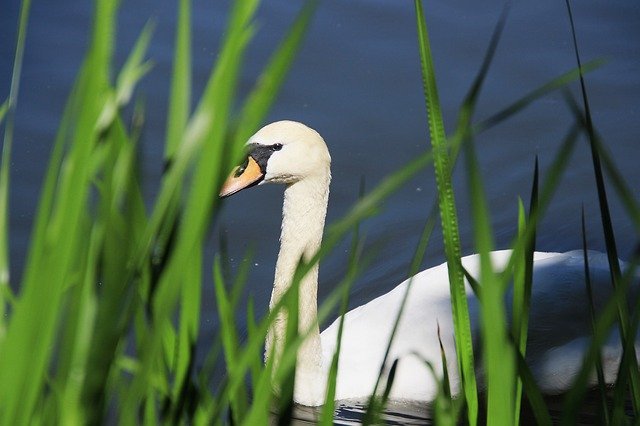 Free download Swan Animal Nature -  free photo or picture to be edited with GIMP online image editor