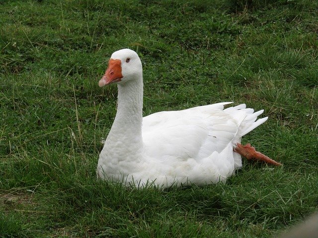 ดาวน์โหลดฟรี Swan Bird - ภาพถ่ายหรือรูปภาพฟรีที่จะแก้ไขด้วยโปรแกรมแก้ไขรูปภาพออนไลน์ GIMP