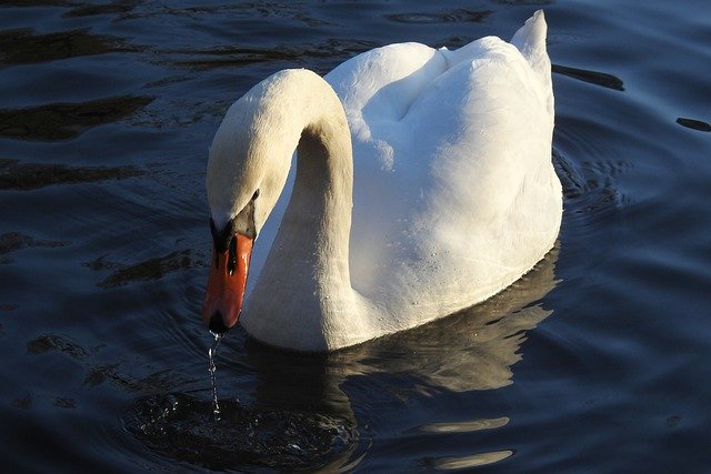 Free download swan bird animal feathers plumage free picture to be edited with GIMP free online image editor