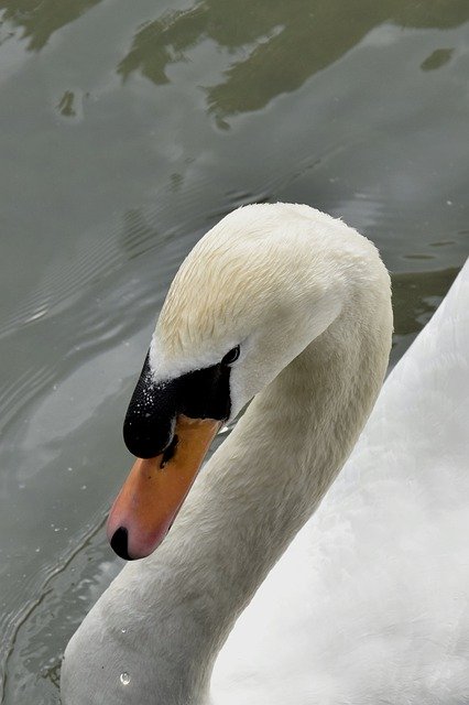 Free download Swan Bird Animals -  free free photo or picture to be edited with GIMP online image editor