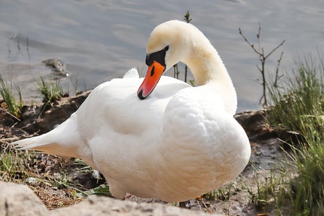 Free download swan bird beak to stand mute swan free picture to be edited with GIMP free online image editor