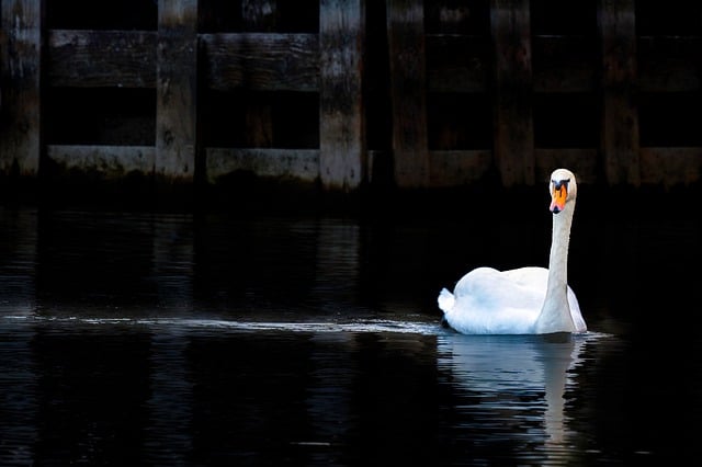 Free download swan bird dock lake water wake free picture to be edited with GIMP free online image editor