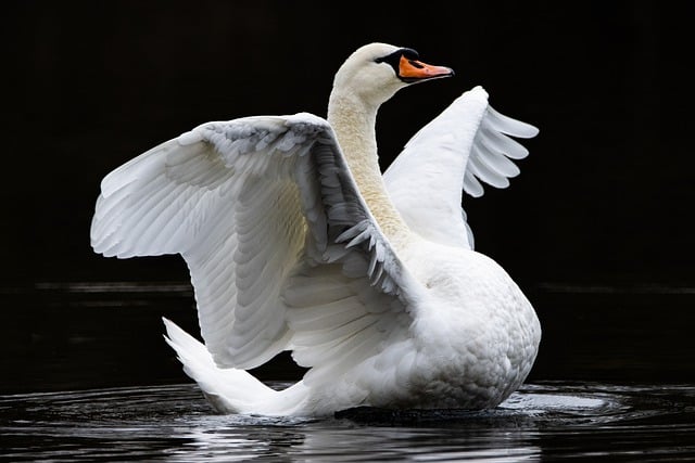 Free download swan bird feathers lake water free picture to be edited with GIMP free online image editor