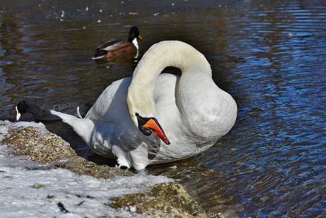 Free download swan bird lake animal water bird free picture to be edited with GIMP free online image editor