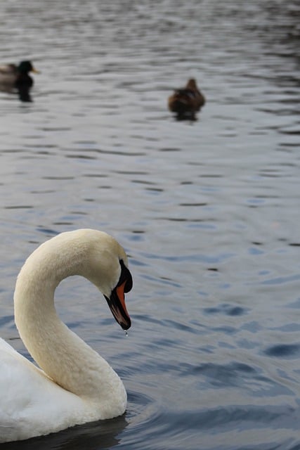 Free download swan bird lake beak animal water free picture to be edited with GIMP free online image editor