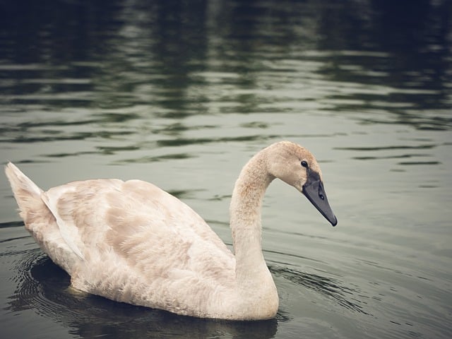 Free download swan bird lake beak water plumage free picture to be edited with GIMP free online image editor