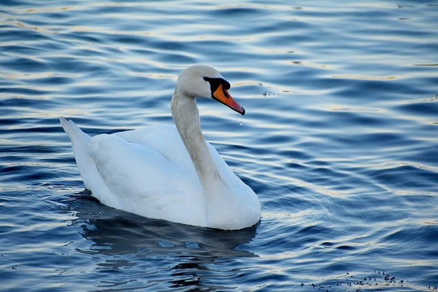 Free download swan bird lake nature water bird free picture to be edited with GIMP free online image editor