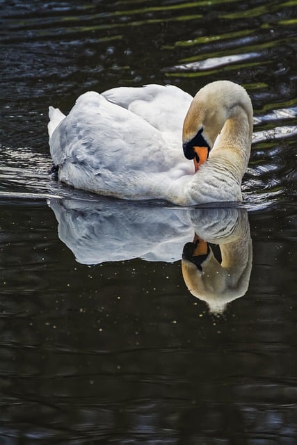 Free download swan bird lake swim feathers free picture to be edited with GIMP free online image editor