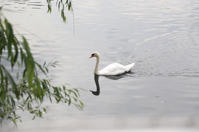 Free download swan bird lake swim nature free picture to be edited with GIMP free online image editor