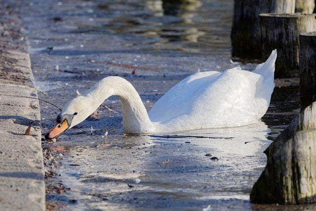 Free download swan bird lake waterfowl free picture to be edited with GIMP free online image editor