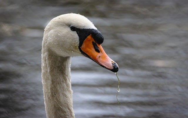 Free download swan bird lake water head beak free picture to be edited with GIMP free online image editor